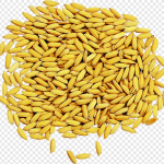 Paddy feed for pet of the birds நெல் ව්(null) - Image 4