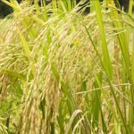 paddy feed for bird's sparrows, parakeets or budgies and pigeons - Image 3