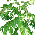 Curry leaf powder for taste curryies 50g. - Image 2