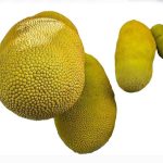 Dehydrated Jack for curry 250g 100% natural. - Image 2