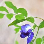 Blue Butterfly Pea 20 Seeds නිල්කටරොළු 20 Seeds of Clitoria Ternatea  for Natural Organic Farming Vegetable, Fruit & flower Seed Blue Butterfly Pea 20 Seeds නිල්කටරොළු 20 Seeds of Clitoria Ternatea for Natural Organic Farming Vegetable, Fruit & flower Seed - Image 2