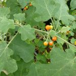 Thiththa thibbatu 10 Friuts For cultivation - Image 2