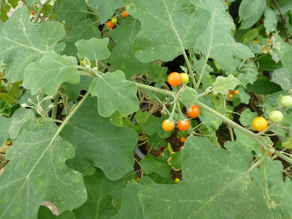 Thiththa thibbatu 10 Friuts For cultivation - Image 2