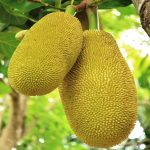 jack fruit 1 pieces polos - Image 2