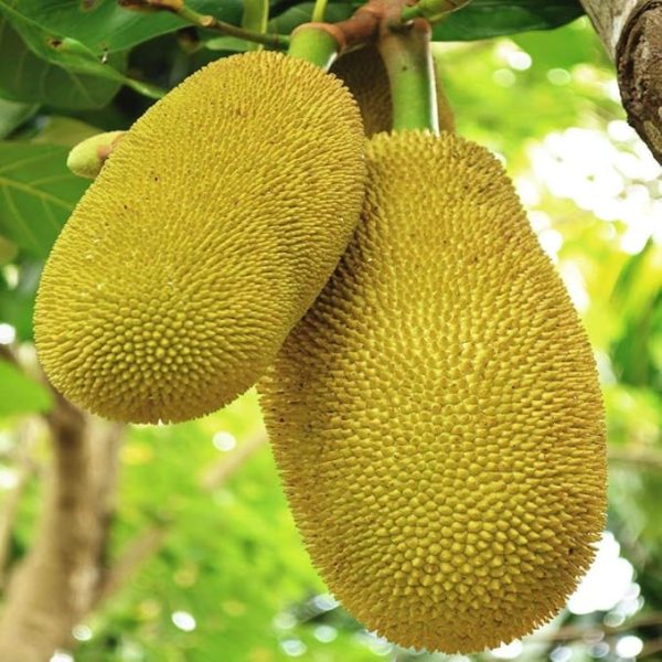 jack fruit 1 pieces polos - Image 2