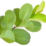 Organic Homemade Dried Guava Leaves powder 100g, වියළි පේර කොළ කුඩු. - Image 2