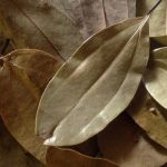 Sri Lankan cinnamon leaves 20g - Image 3