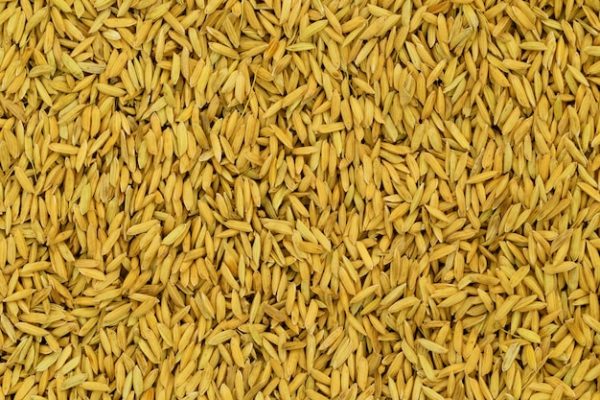 Paddy feed for pet of the birds நெல் ව්(null) - Image 2