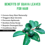 Organic Homemade Dried Guava Leaves powder 100g, වියළි පේර කොළ කුඩු. - Image 4