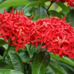 Dry Rathmal Flower herbs (Ixora Coccinea Flower) - 10g - Image 2