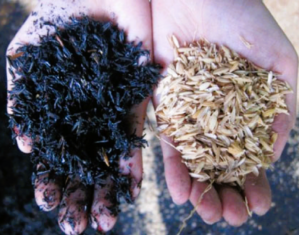 Carbonized Rice Husk, Burned Rice Husk As Fertilizer For Gardening 5kg - Image 2