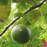 citrus Fruit lemon for Drinks or Sambols 5 pcs - Image 3