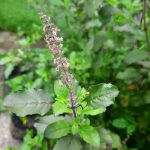 Organic Dried Tulsi Leaves/Holy Basil-25 grams - Image 3