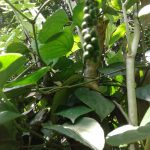 Natural Quality Products Black Pepper seeds 100g - Image 3