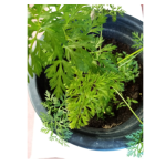 Potting Mixture 5Kg Soil Mix Organic Fertilizers - Image 4