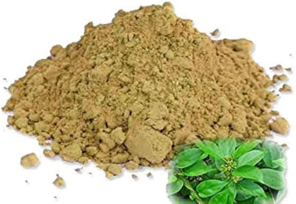 Gymnema sylvestre 50g / මස්බැද්ද - Image 2