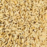 paddy feed for bird's sparrows, parakeets or budgies and pigeons - Image 2