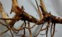heen araththa rhizomes for ayurveda 50g - Image 2