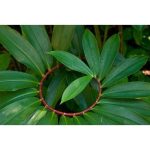 Spiral Ginger Powder Tea Thebu, තෙබු කොළ කුඩු 100g spices & herbs - Image 2