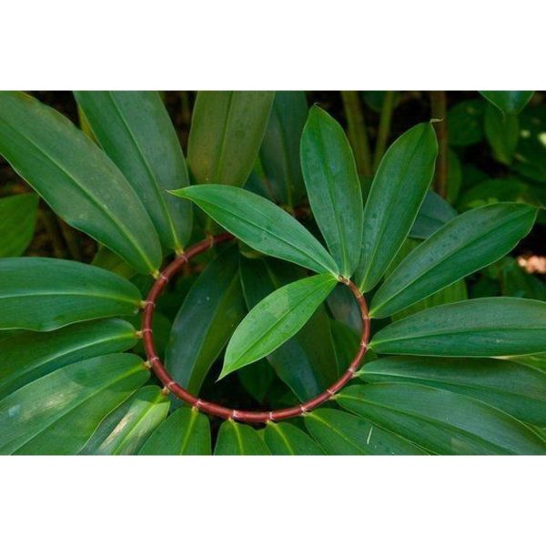 Spiral Ginger Powder Tea Thebu, තෙබු කොළ කුඩු 100g spices & herbs - Image 2