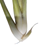 Fresh Lemon grass 250g 15 grasses - Image 3