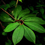 Spiral Ginger Powder Tea Thebu, තෙබු කොළ කුඩු 100g spices & herbs - Image 3