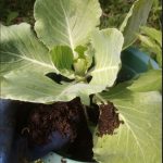 Potting mixture for gardening 4kg - Image 3