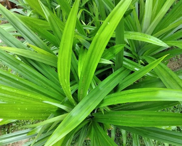 Rampe 10 leaves - Image 2