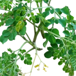Organic moringa leaf powder 50g - Image 2