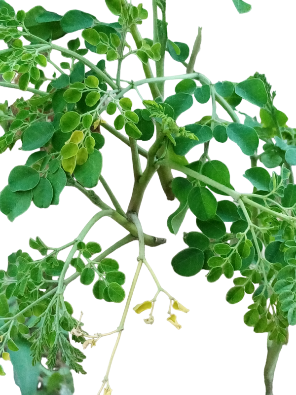 Organic moringa leaf powder 50g - Image 2