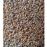 Bajiri 500g for finches, sparrows, Bajiees parrot. and doves Best food.Bajiri 500g for finches, sparrows, Bajiees parrot. and doves Best food.Bajiri 500g for finches, sparrows, Bajiees parrot. and doves Best food.Bajiri 500g for finches, sparrows, Bajiees parrot. and doves Best food.Bajiri 500g for finches, sparrows, Bajiees parrot. and doves Best food.Bajiri 500g for finches, sparrows, Bajiees parrot. and doves Best food.Bajiri 500g for finches, sparrows, Bajiees parrot. and doves Best food.Bajiri 500g for finches, sparrows, Bajiees parrot. and doves Best food.Bajiri 500g for finches, sparrows, Bajiees parrot. and doves Best food.Bajiri 500g for finches, sparrows, Bajiees parrot. and doves Best food. - Image 2