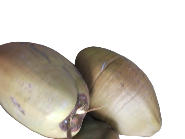 Coconut for Made Coconut Milk Medium and Large Size Fresh 8 Coconut