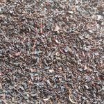 English Breakfast Tea BOP - Image 5