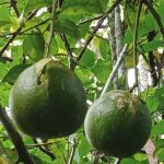 citrus Fruit lemon for Drinks or Sambols 5 pcs - Image 4