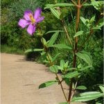 Heen Bovitiya Leaf Powder 50g for improve liver health. - Image 3