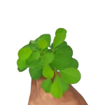 Katupila Leaf Powder 50g For Make Tea or Mix with Dendera. - Image 2