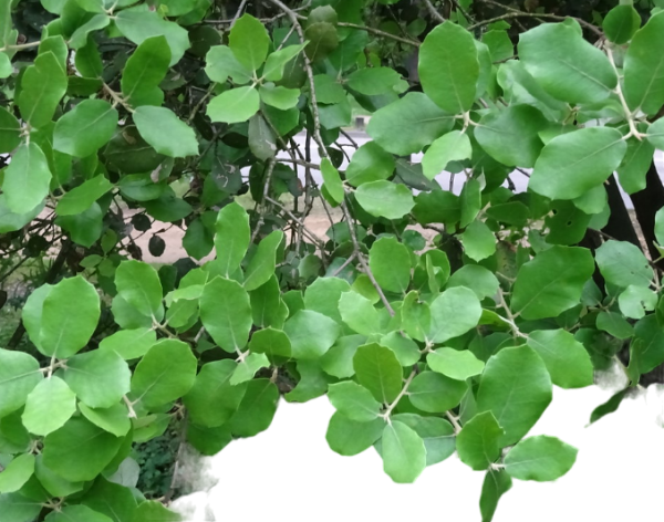 Katupila Leaf Powder 50g For Make Tea or Mix with Dendera.
