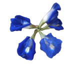 Dehydrated Nil katarolu, Clitoria ternatea 100 % Organic 25g for beverage or tea. - Image 4
