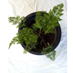 Potting Mixture 5Kg Soil Mix Organic Fertilizers - Image 5