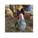 Chicken Manure For Gardening 5Kg 100% Genuine products. කුකුළු පොහොර - Image 3