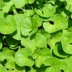 Gotukola leaf powder 50g - Image 3