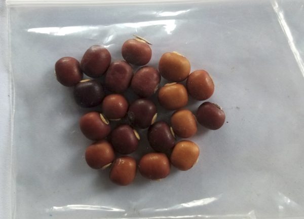 winged beans seeds - Image 4