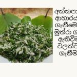 kkapana 20 fresh leaves for home remedies - Image 4