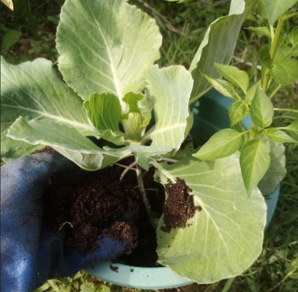Potting Mixture 5Kg Soil Mix Organic Fertilizers - Image 6