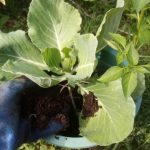 Potting mixture for gardening 4kg - Image 5
