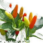White kochchi Miris 10 capsules for cultivation - Image 4