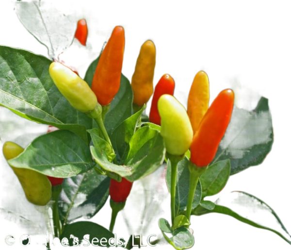 White kochchi Miris 10 capsules for cultivation - Image 4