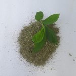 Spiral Ginger Powder Tea Thebu, තෙබු කොළ කුඩු 100g spices & herbs - Image 6
