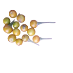 Thiththa thibbatu 10 Friuts For cultivation - Image 4