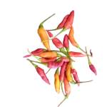 White kochchi Miris 10 capsules for cultivation